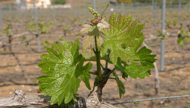 Tour in Álora - Foto 3