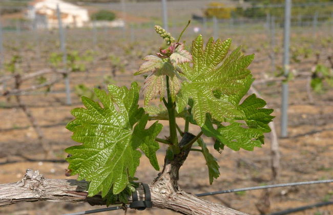 Tour in Álora - Photo 3