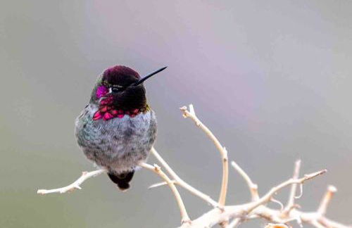 Camp David - Foto 11