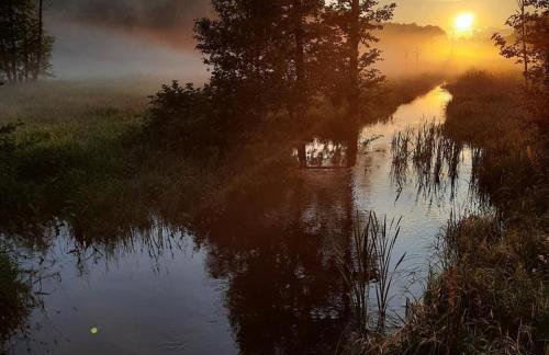 Zagroda w Puszczy - Photo 16