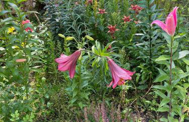 Świerkowe Ranczo Raciszewo - Foto 4
