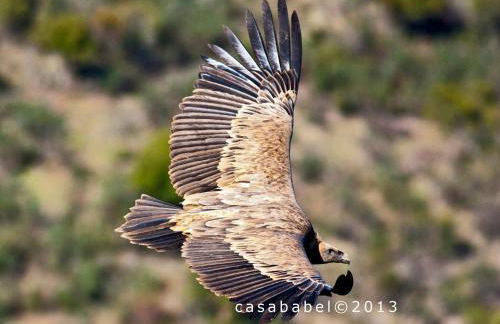Casa Babel Monfragüe - Foto 20