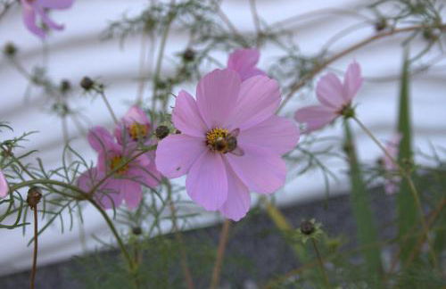 Ferienwohnung Kargoll Wydra in Heringsdorf - Foto 24