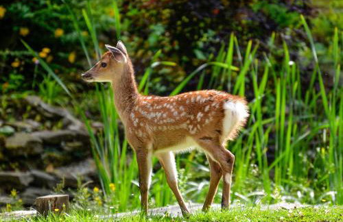 Deer Cottage 1 Uk39330 - Foto 7