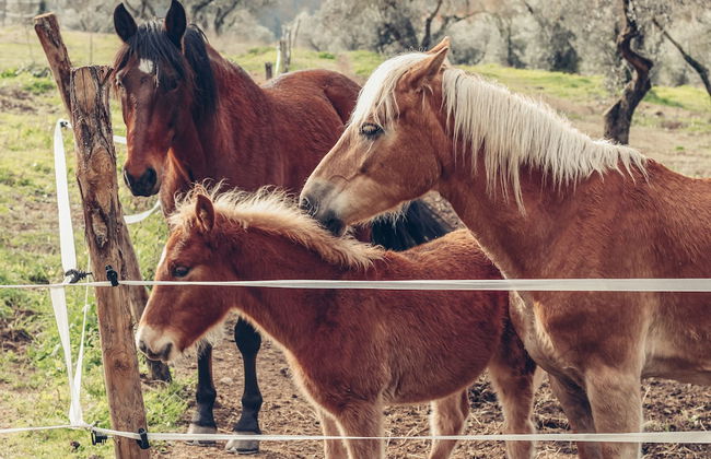 La Tenuta - Resort Agricolo - Foto 38