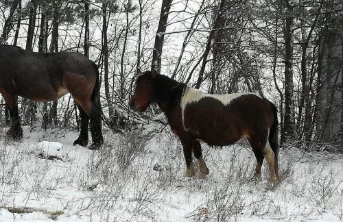 Guest Art Campitello Matese - Foto 61