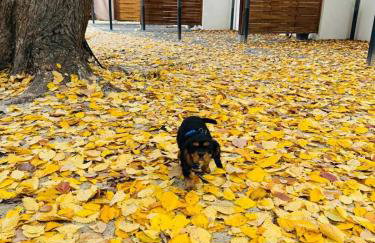 Skorzęcin Przytulny Zakątek - Foto 29