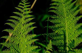 Apartament Mech & Paprocie - Foto 8