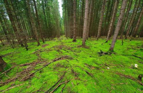 Ferienhaus in Tannesberg for 4 Personen - Foto 61