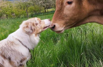 Ferienwohnung Biohof Mindermann - Foto 41