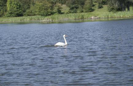 Bajanówka - Foto 18