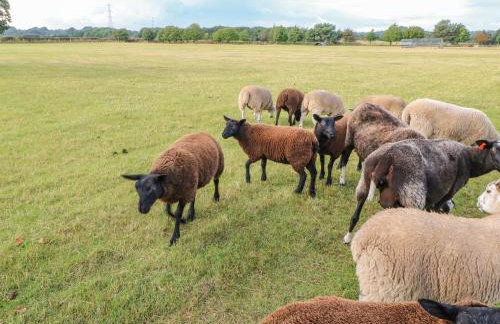 The Jenny Wrennery - Foto 17