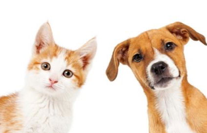 CASA CON TERRAZZI - 6posti 2stanze 2bagni - LAKEHOLIDAY IT - Foto 27