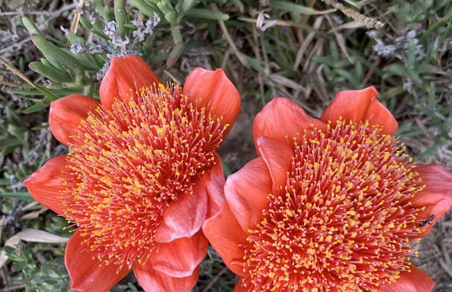 La Petite Baleine - Foto 16