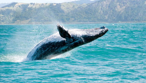 Humpback whale of Samana
