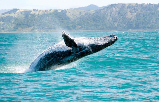 Avistamiento de ballenas en Samaná - Foto 2