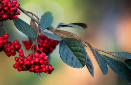 Apartamentos Garden Rock - Foto 49