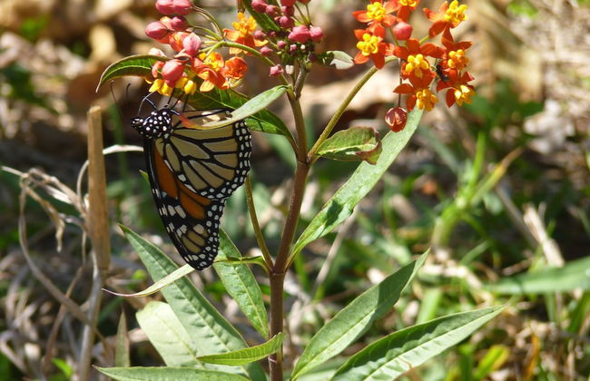 Bellthorpe Stays - Foto 45