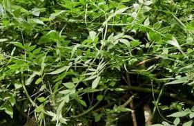 Apartement Strasbourg entre hypercentre et verdure - Foto 28