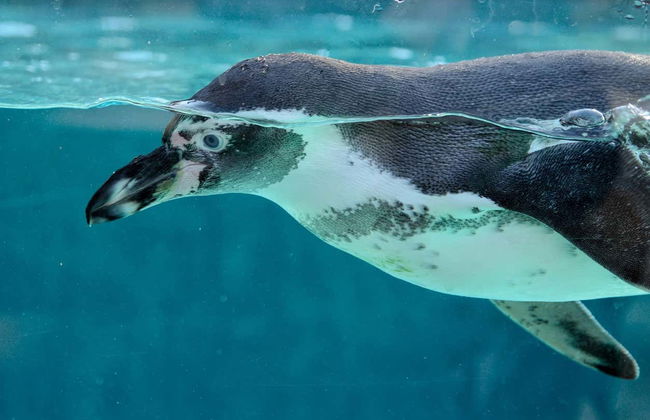 Entrada al Acuario Inbursa + Transporte - Foto 7