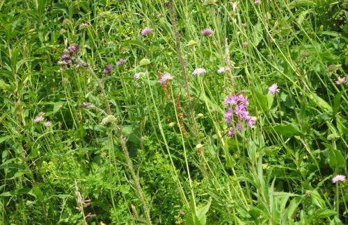 Le pic-vert - Foto 15