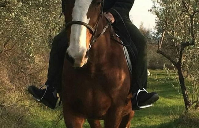 L'Oasi Agriturismo - Foto 7