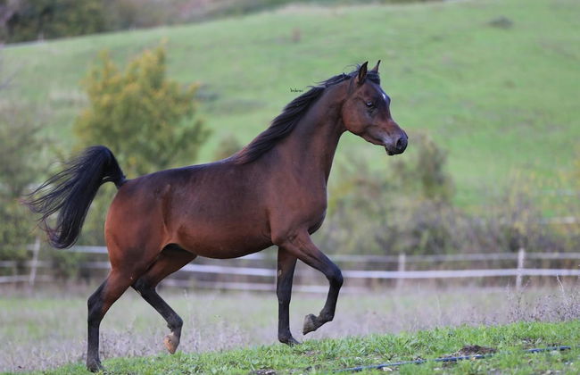Fattoria Ca' di Fatino - Foto 28