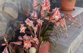 Cueva de la abuela - Foto 36