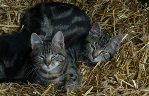 Hallmannshof - Foto 16