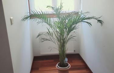 Ca Na Martina - Foto 10