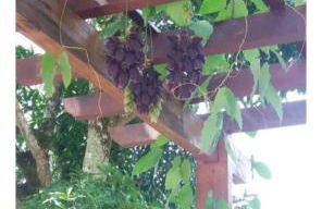 Sítio vilarejo Nascimento - Foto 63