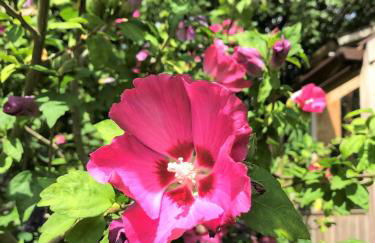 Bells Cottage - Foto 10