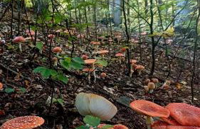 Sielanka, wyjątkowy dom, jacuzzi - Foto 71