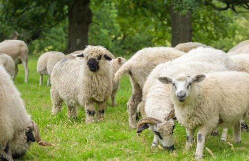 Escape to Serene Georgian Estate, near Edinburgh - Foto 63