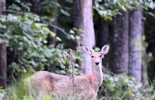 The Outlook - Pet Friendly, Grill, Wifi, View, Fire Pit, Deck, Family Friendly, Foosball, Game Room, King Bed, Fireplace - Photo 78