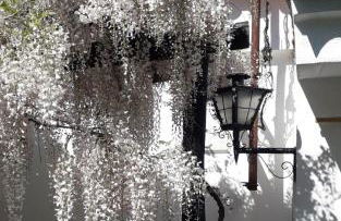 Monte do Rei Santo - Foto 23