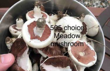 Greenwood Mansion-Country Living - Foto 39