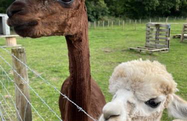 Hawthorn Cottage - Photo 22