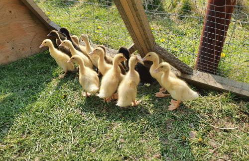 Double Decker Bus on an Alpaca Farm Sleeps 8 - Foto 94