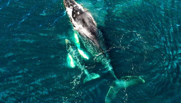 Whale Watching in Bahía Solano - Foto 4