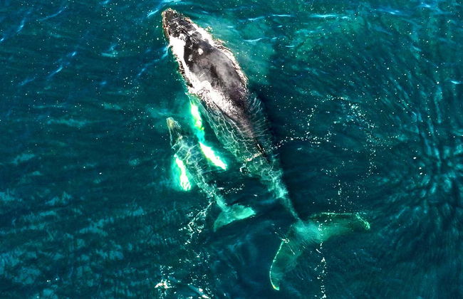 Whale Watching in Bahía Solano - Foto 4