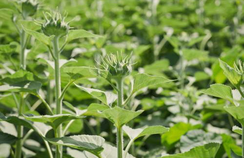 Agriturismo Quadrifoglio Relax - Foto 81