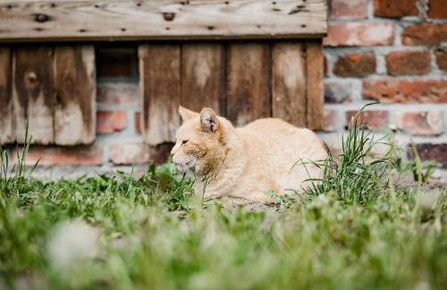 Ferienhaus in Neu Poserin for 5 Personen - Foto 38