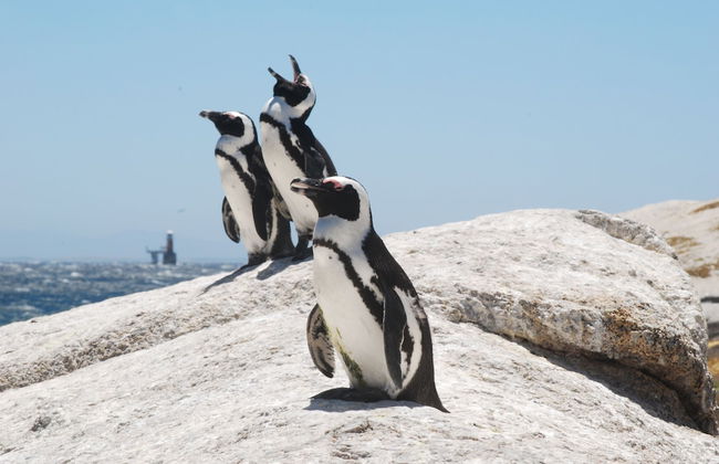 Seagetaway - Photo 33