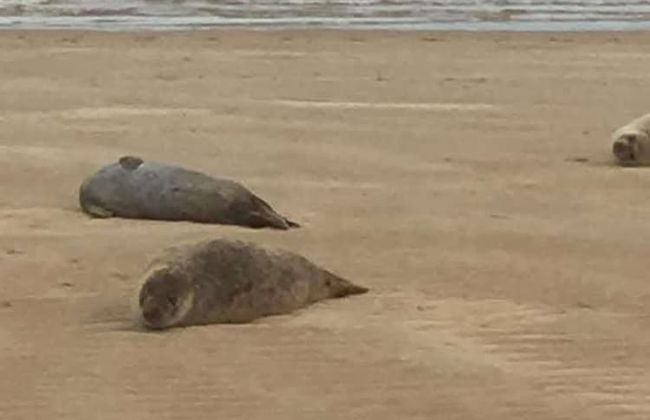 Seaside Chalet /caravan Retreat in Great Yarmouth - Foto 28