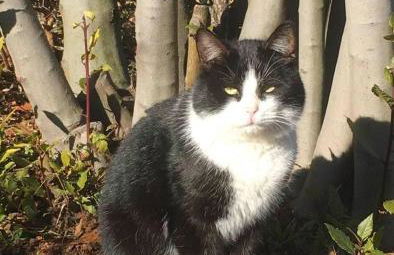 Agriturismo il Podere Vedelago con San Bernardo, Alpaca e una Pentola di cose da scoprire - Foto 65