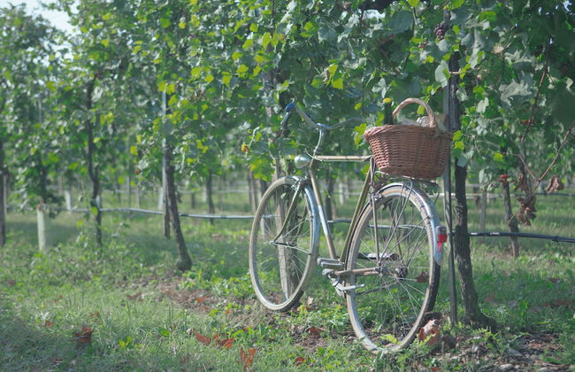 Agriturismo da Zeffi - Foto 45