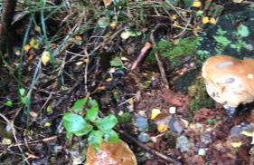 Kaszuby Punkt Klonowo Przywidz sauna klima basen - Foto 64