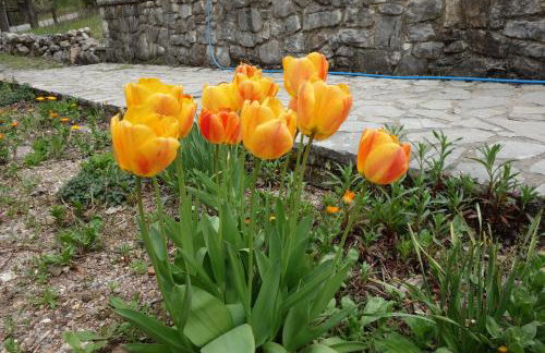 Andrea Sofi Guesthouse - Photo 28