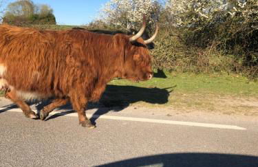 Spire View - New Forest Holiday Home - Photo 42
